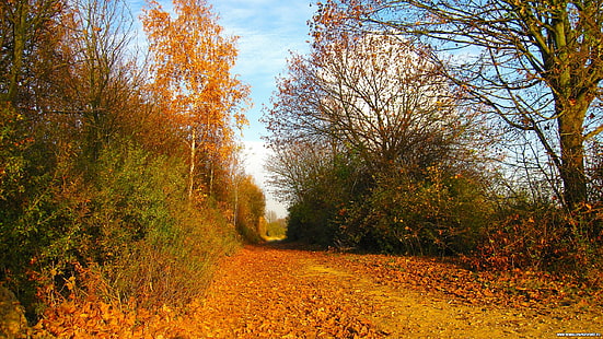 country, autumn, autumn road, 2560x1440, 4k pics, HD wallpaper HD wallpaper