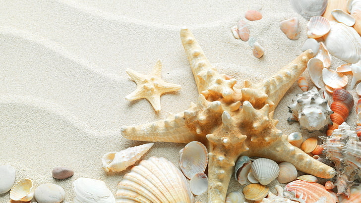 белая морская звезда, макро, природа, песок, морская звезда, ракушки, HD обои