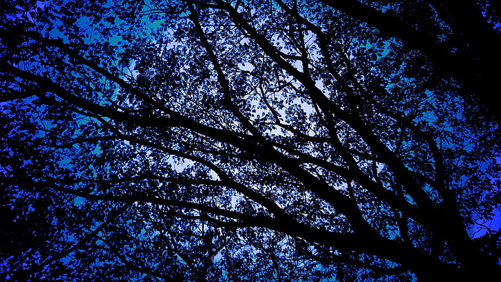 дърво, осветено от луната, нощ, силует, HD тапет