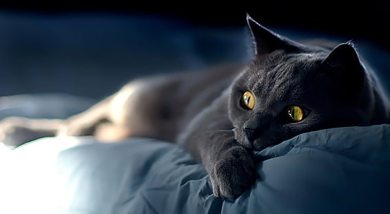 Kot bombajski, kot, oczy, wąsy, spojrzenie, twarz, Tomcat, Tapety HD HD wallpaper