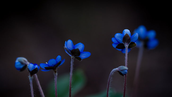 ديكور زهور زرقاء وبيضاء ، نباتات ، زهور زرقاء ، طبيعة ، زهور ، ماكرو، خلفية HD