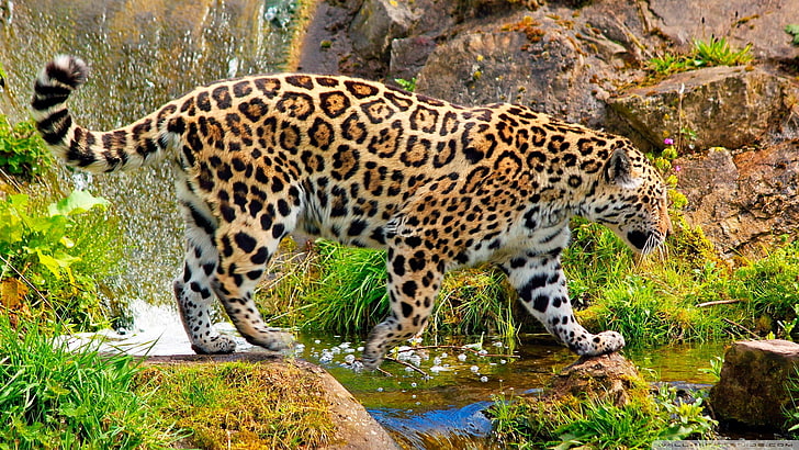 animal leopardo, onças-pintadas, animais, grandes felinos, HD papel de parede