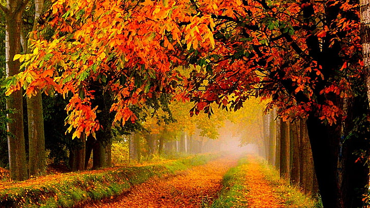 есен, дърво, път, листа, HD тапет