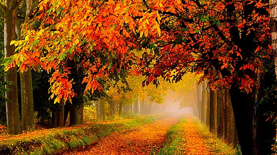 есен, дърво, път, листа, HD тапет HD wallpaper