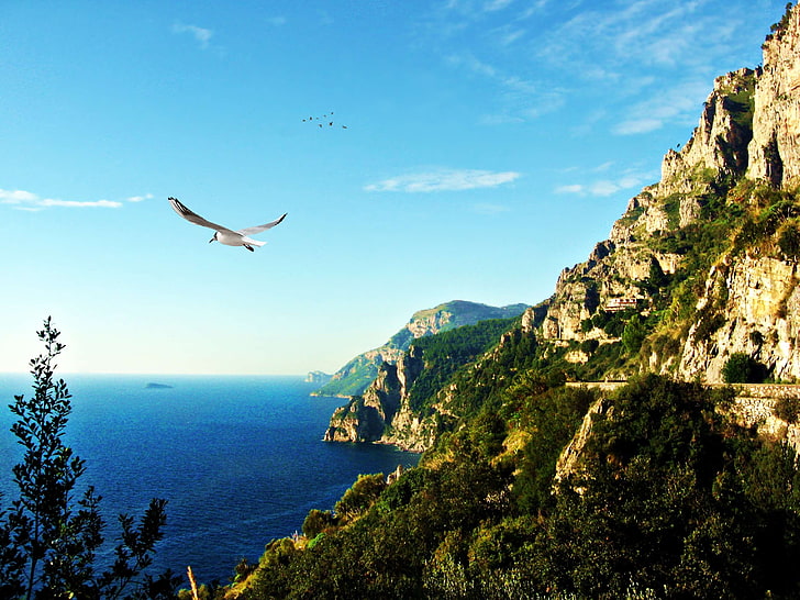 amalfi, ave, beach, bird, clouds, coast, costa amalfitana, gaivota, italy, litoral, mar, montanhas, nature, ocean, praia, sea, sky, HD wallpaper