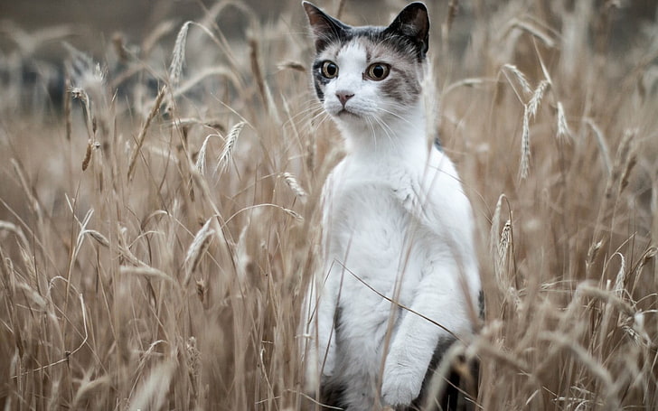 късокосместа бяла и черна котка, котка, трева, изправена, HD тапет