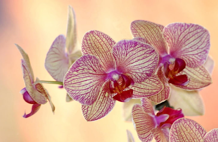 pink-and-beige moth orchid flower, orchid, flower, striped, exotic, HD wallpaper