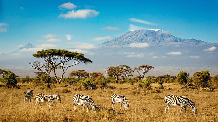Zebras In Amboseli National Park Mount Kilimanjaro في جنوب كينيا 4K Ultra HD خلفيات سطح المكتب لأجهزة الكمبيوتر المحمول والكمبيوتر اللوحي والهواتف المحمولة 3840 × 2160، خلفية HD