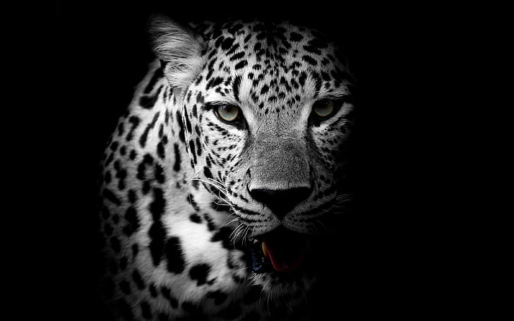 Leopardo 4K, Leopardo, HD papel de parede