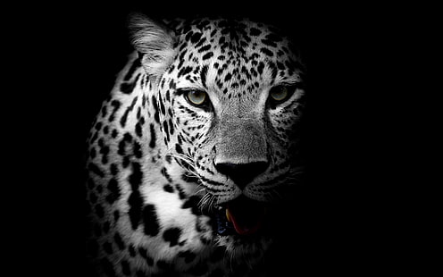 Leopard 4K, Leopard, Wallpaper HD HD wallpaper