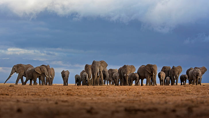 Afryka, słonie, stado, Kenia, Park Narodowy Amboseli, Tapety HD