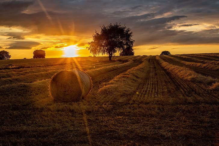 field, summer, sunset, tree, hay, HD wallpaper