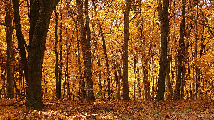 pohon daun maple, hutan, jatuh, pohon, Wallpaper HD