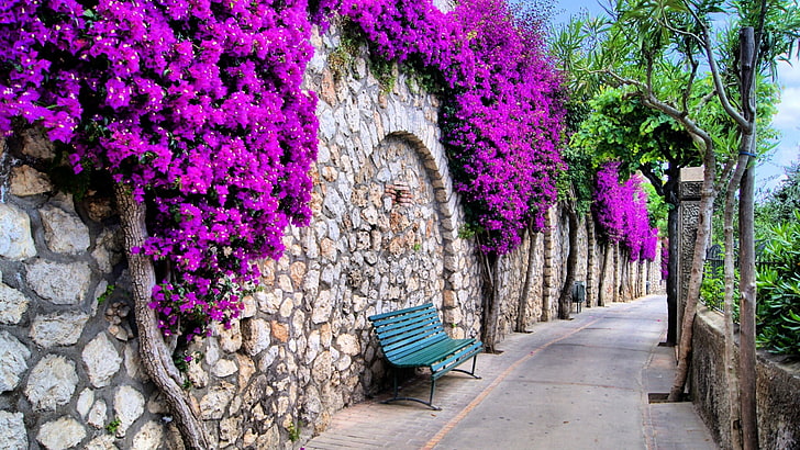 flower, pink, plant, purple flowers, flora, bench, wall, tree, flowering plant, shrub, bougainvillea, pathway, capri, italy, HD wallpaper