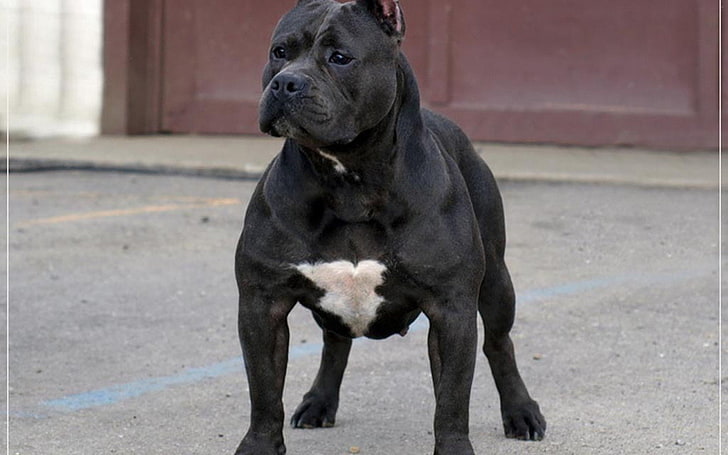 Canino, Negro, pero, pitbull, HD wallpaper