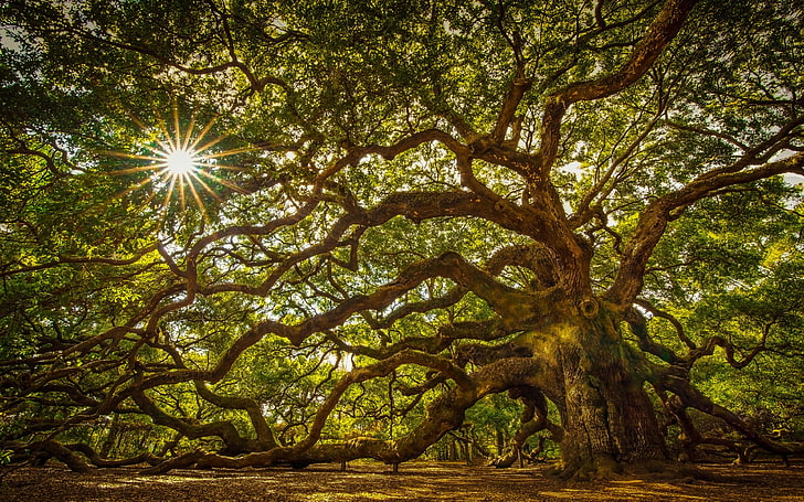 شجرة يبلغ عمرها حوالي 1100 عام وهي شجرة بلوط ضخمة في جزيرة جون بولاية ساوث كارولينا ، الولايات المتحدة ، خلفية تلفزيون عالية الدقة للكمبيوتر المحمول والكمبيوتر اللوحي والهواتف المحمولة 3840 × 2400، خلفية HD
