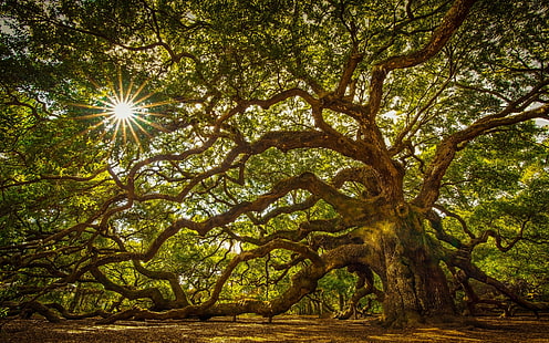 Дерево около 1100 лет Массивный дуб на острове Джона Южная Каролина США HD TV Обои для настольных ноутбуков Планшет и мобильные телефоны 3840 × 2400, HD обои HD wallpaper