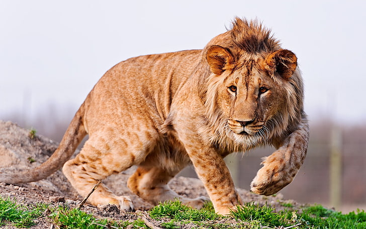 Um jovem leão andando, leão masculino, animais, leão, animal, pé, jovem, HD papel de parede