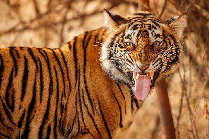 language, face, tiger, wild cat, HD wallpaper