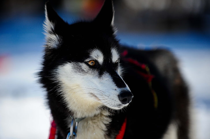 black and white wolfdog, husky, dog, puppy, snout, HD wallpaper