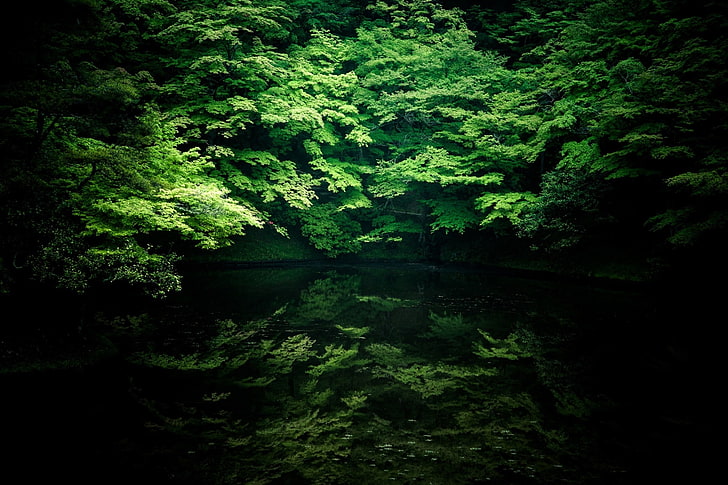 호수, 나무, HD 배경 화면