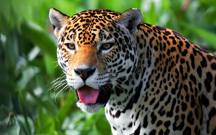 jaguars animals, HD wallpaper | Wallpaperbetter