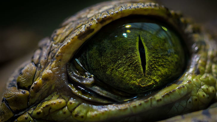 Ojo de cocodrilo, ojo de animal verde, animales, 2560x1440, cocodrilo, Fondo de pantalla HD