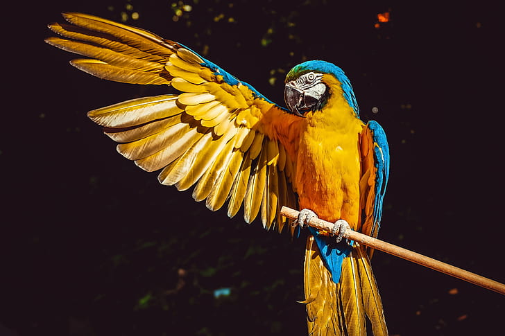 yellow, bird, colorful, animal, parrot, macaw, ara, HD wallpaper