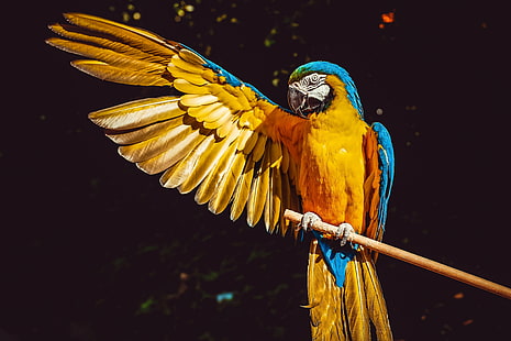 żółty, ptak, kolorowy, zwierzę, papuga, ara, ara, Tapety HD HD wallpaper