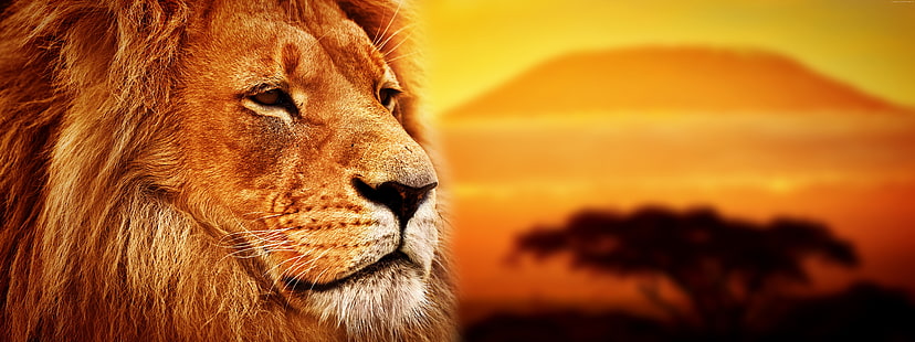 leone, 8k, savana, Sfondo HD HD wallpaper