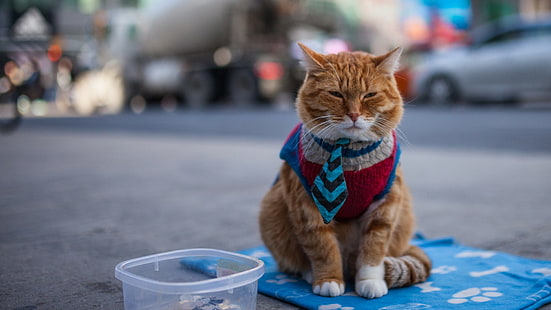 pomarańczowy pręgowany kot, pomarańczowy pręgowany kot w niebieskim krawacie, kot, ulica, Tapety HD HD wallpaper