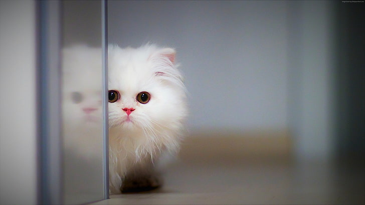 Kucing, anak kucing, 4K, binatang lucu, Wallpaper HD