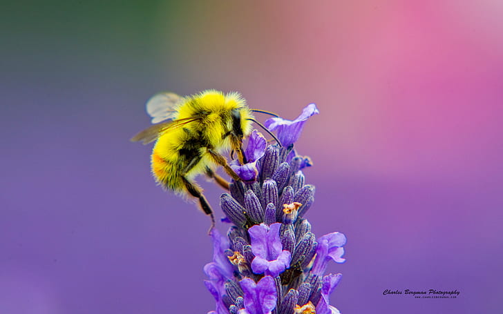 Honey Bee Lavendar Nectar, น้ำผึ้ง, น้ำหวาน, ลาเวนดาร์, วอลล์เปเปอร์ HD