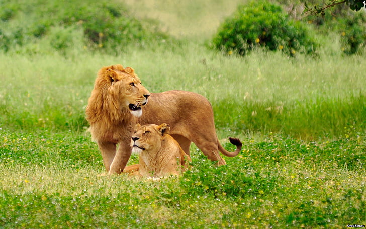 Löwen im Gras, Löwen, Löwen, HD-Hintergrundbild