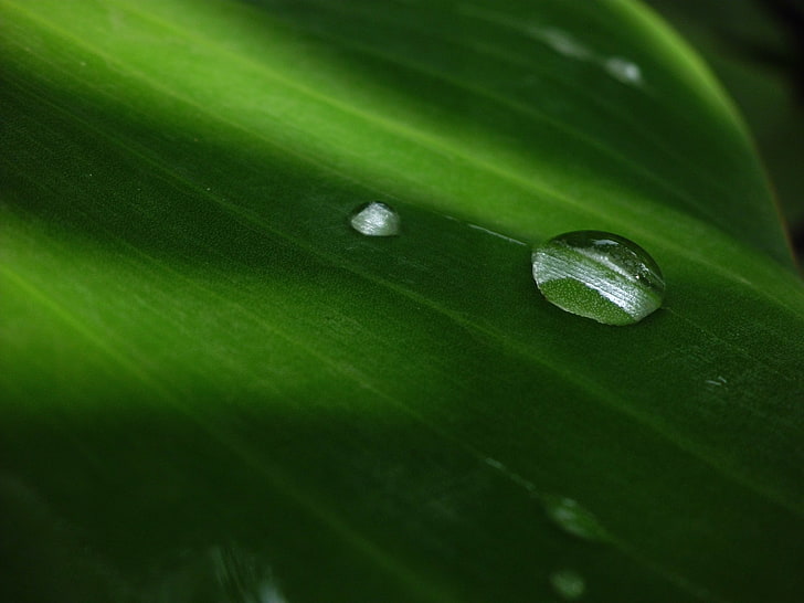 water drop, bubble, leaf, circle, water, drops, HD wallpaper