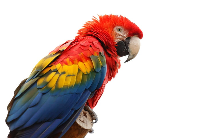 macaws, animals, birds, colorful, feathers, parrot, HD wallpaper