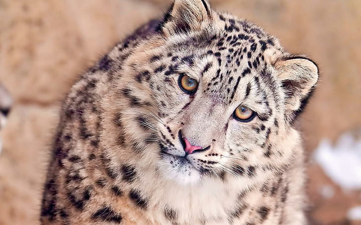 Leopardo confuso, foto de foco raso de chita, animais, 1920x1200, leopardo, leopardo da neve, HD papel de parede