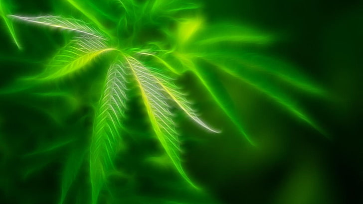 420, cannabis, droga, drogas, maconha, natureza, planta, psicodélico, rasta, reggae, trippy, erva daninha, HD papel de parede