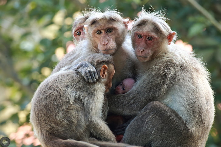 ครอบครัวลิงสัตว์ทารกสัตว์, วอลล์เปเปอร์ HD