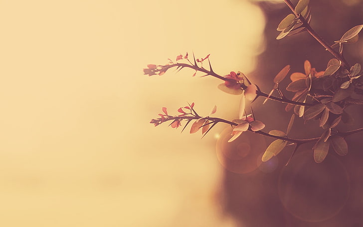 Fotografie des selektiven Fokus von rosa Blättern, Makro, Pflanzen, Blättern, Natur, HD-Hintergrundbild