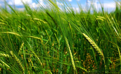 緑の小麦の穂、田んぼ、エアロ、新鮮な、緑、小麦、穂、 HDデスクトップの壁紙 HD wallpaper