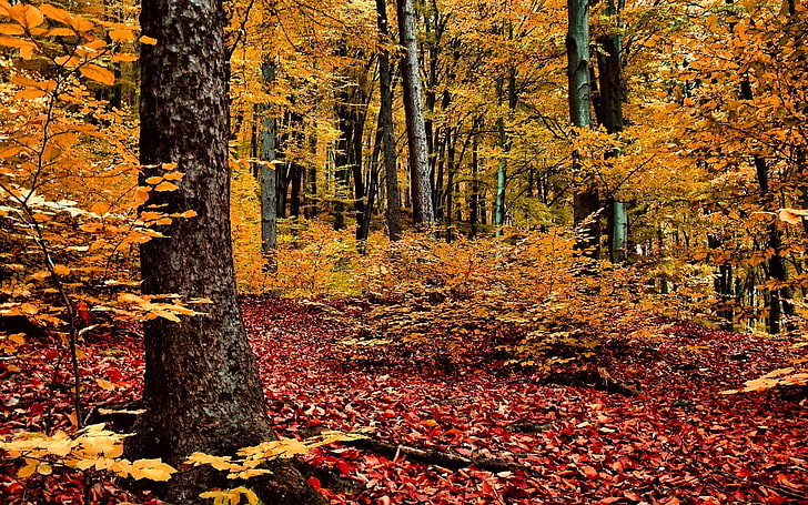 желтые лиственные деревья, осенние поля, природа, пейзаж, деревья, лес, ветка, листья, осень, дерево, желтый, HD обои
