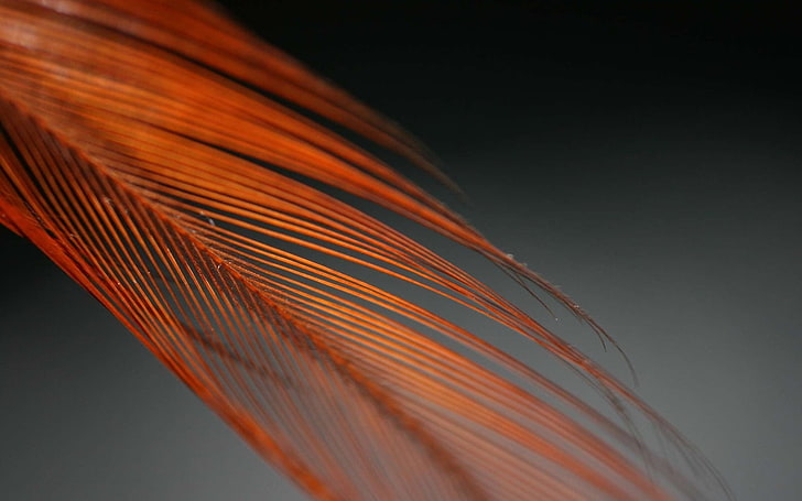 orange feather illustration, feather, color, feathered, feathers, form, HD wallpaper