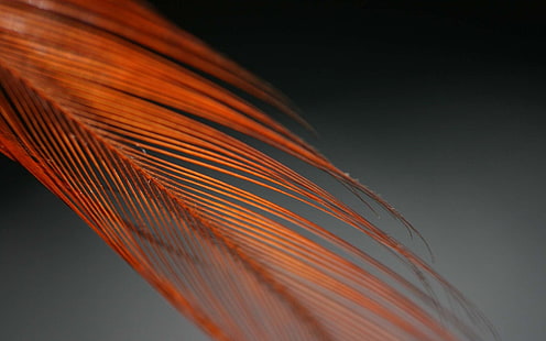 orange feather illustration, feather, color, feathered, feathers, form, HD wallpaper HD wallpaper