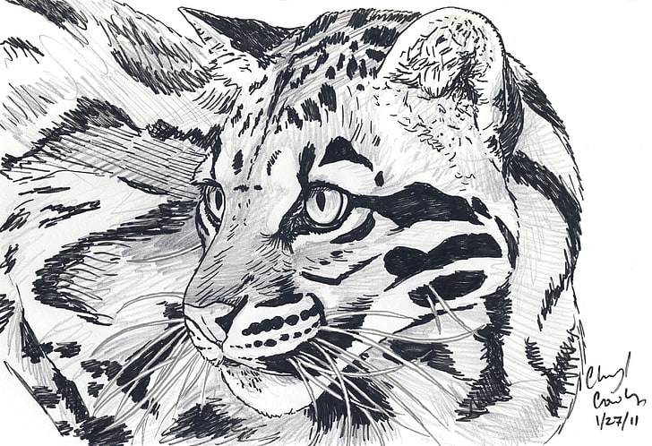 черно-белый набросок льва, глаза, усы, взгляд, животное, хищник, арт, леопард, карандаш, HD обои