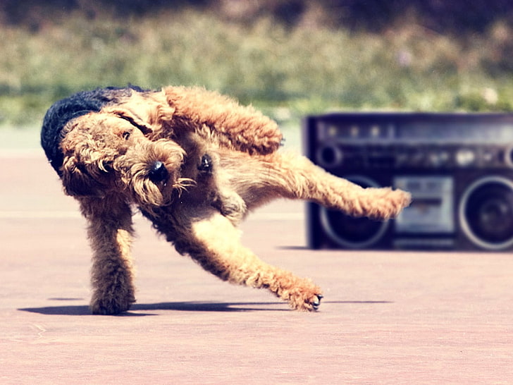 langhaariger brauner Hund, Hund, Tanz, Musik, HD-Hintergrundbild