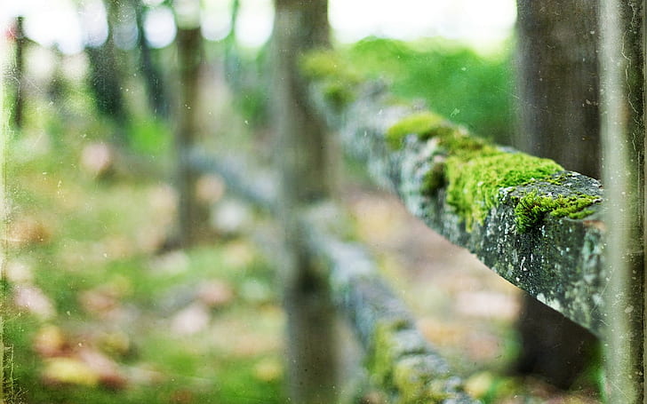 Fence Moss Macro Blur HD, nature, macro, blur, fence, moss, HD wallpaper