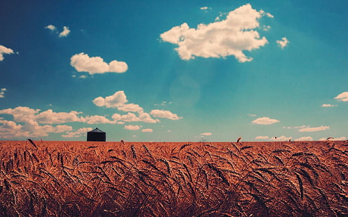 champ de maïs et grange, nature, champ, nuages, ciel, maïs, Fond d'écran HD HD wallpaper
