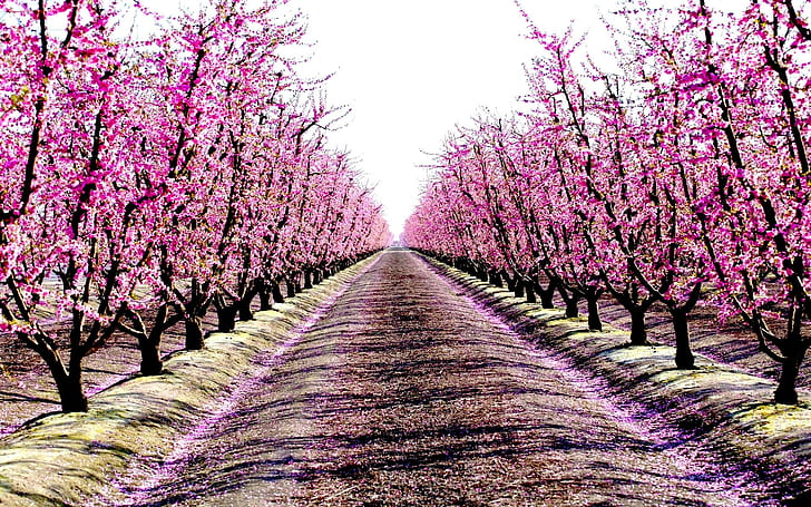Scented Path, trees, path, alley, pink, blossoms, 3d and abstract, HD wallpaper