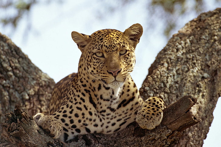 adult leopard, leopard, predator, big cat, muzzle, HD wallpaper